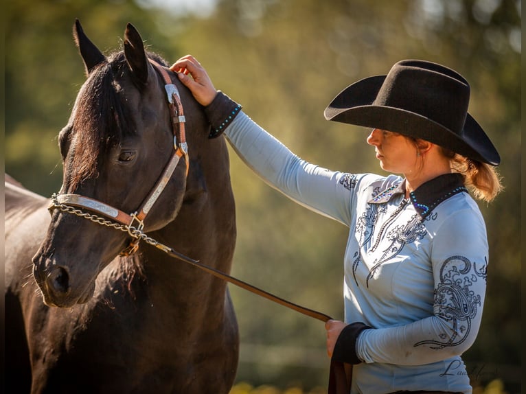 American Quarter Horse Hengst Rappe in Quitzdorf am See