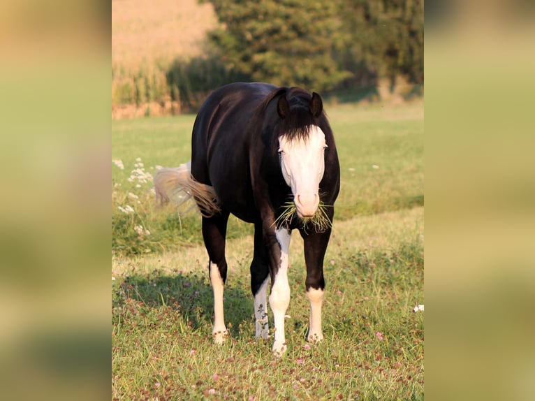 American Quarter Horse Hengst Rappe in Bautzen