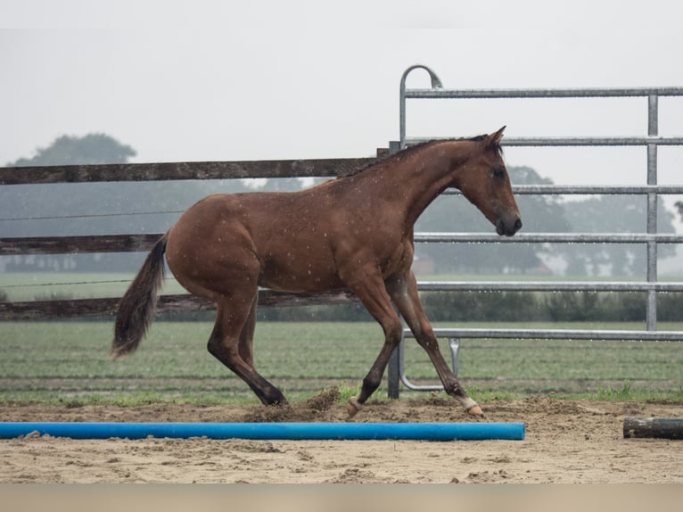 American Quarter Horse Hengst Rappe in Ritterhude