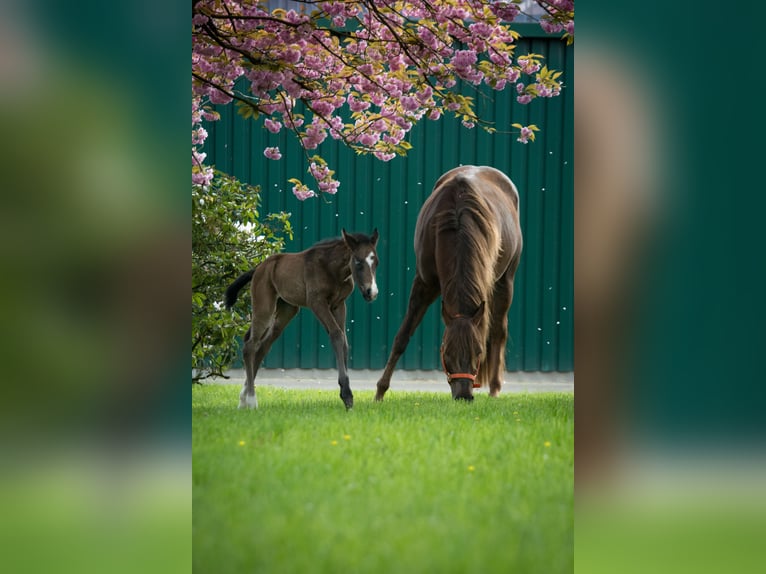 American Quarter Horse Hengst Rappe in Ritterhude