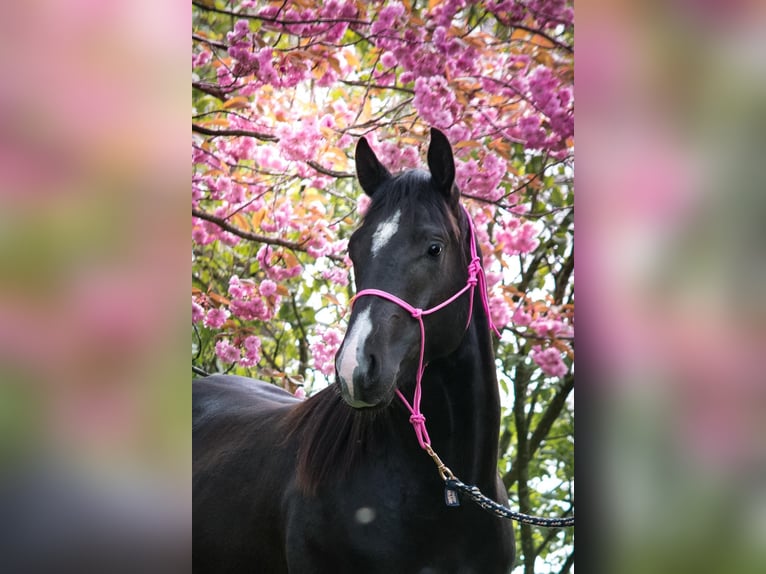 American Quarter Horse Hengst Rappe in Ritterhude