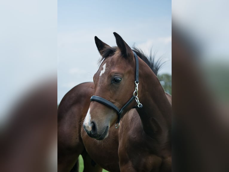 American Quarter Horse Hengst Rappe in Ritterhude