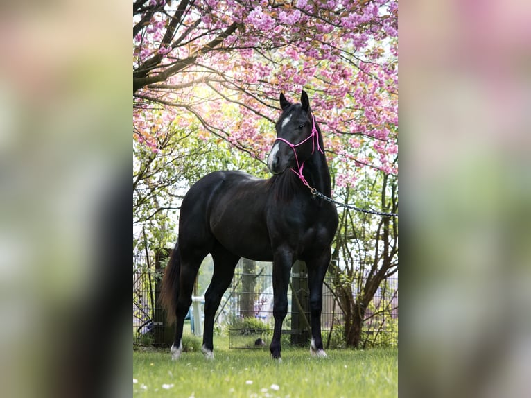 American Quarter Horse Hengst Rappe in Ritterhude