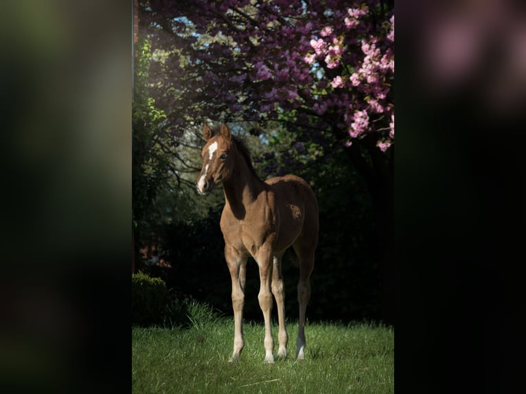 American Quarter Horse Hengst Rappe in Ritterhude