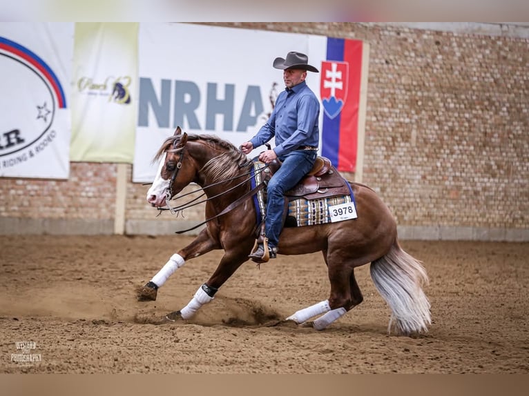 American Quarter Horse Hengst Red Dun in Pszczew