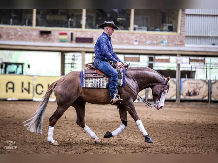 American Quarter Horse Hengst Red Dun in Pszczew