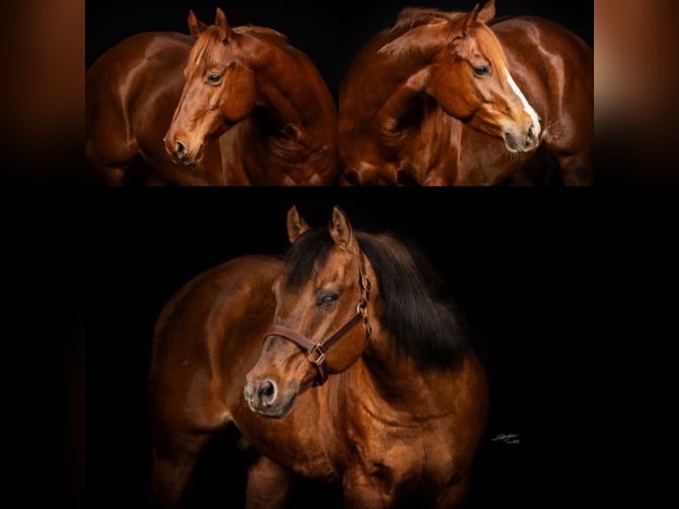 American Quarter Horse Hengst Red Dun in Dielheim