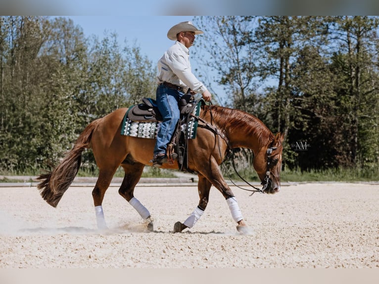 American Quarter Horse Hengst Red Dun in Moosthenning