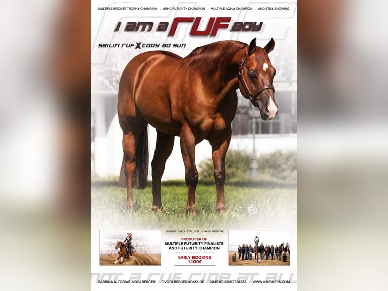 American Quarter Horse Hengst Red Dun in Moosthenning