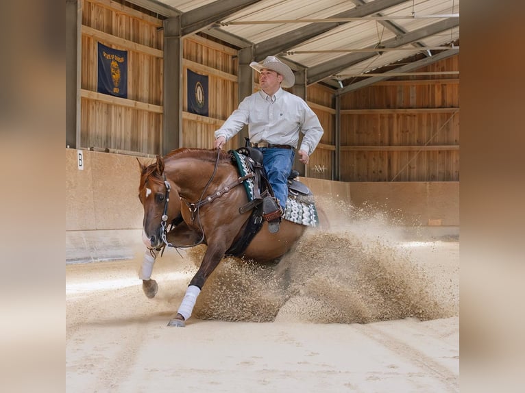 American Quarter Horse Hengst Red Dun in Moosthenning