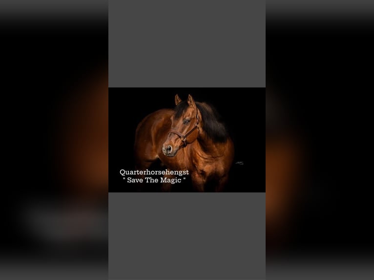 American Quarter Horse Hengst Red Dun in Dielheim