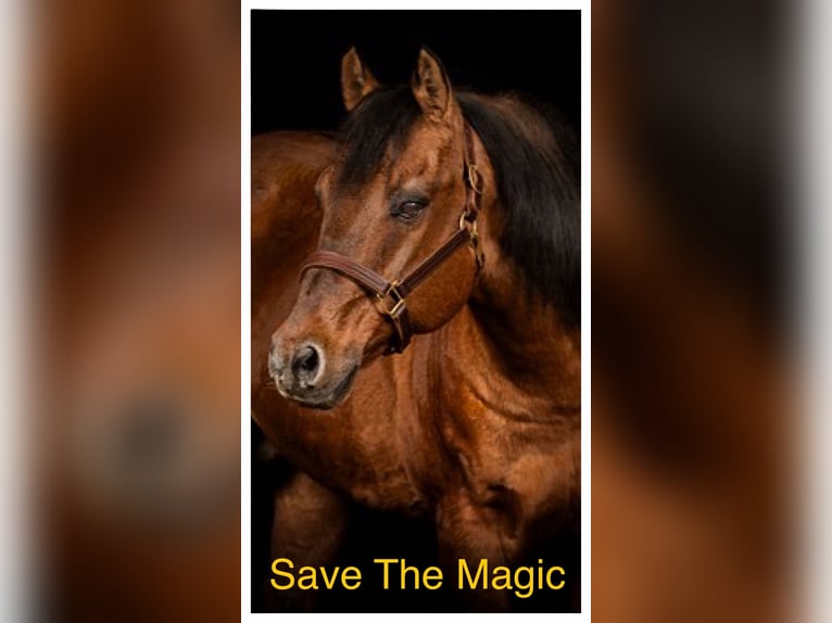 American Quarter Horse Hengst Red Dun in Dielheim