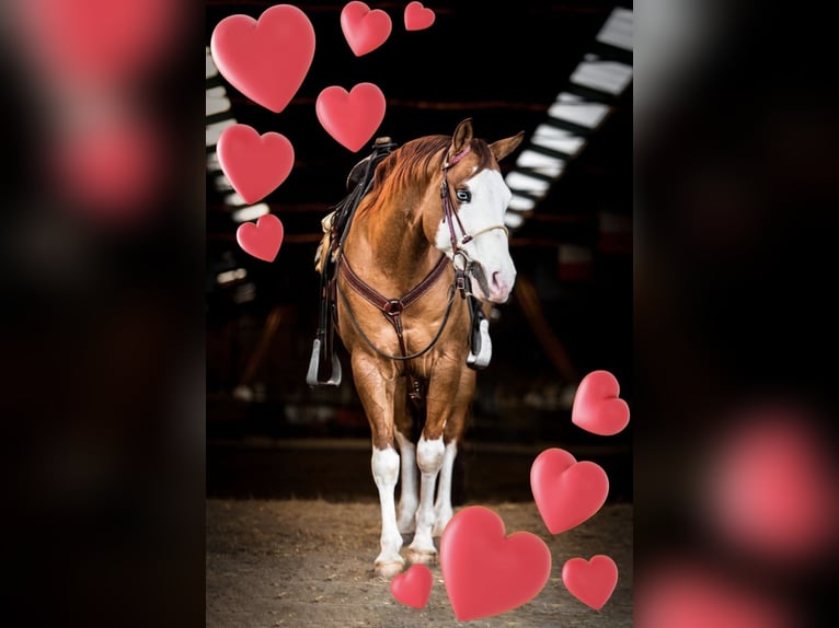 American Quarter Horse Hengst Red Dun in PoperingePoperinge