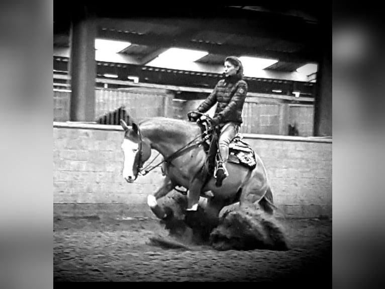 American Quarter Horse Hengst Red Dun in PoperingePoperinge