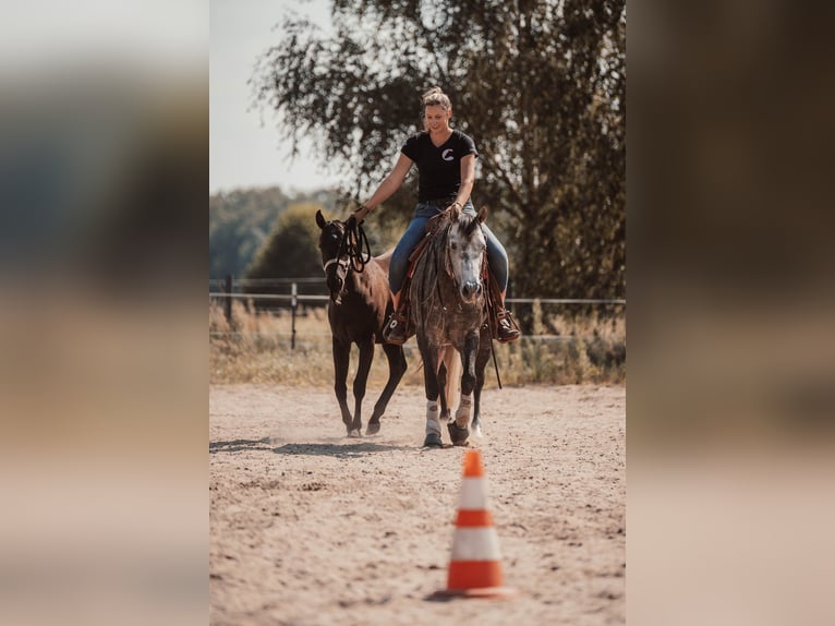 American Quarter Horse Hengst in Sch&#xF6;nwalde