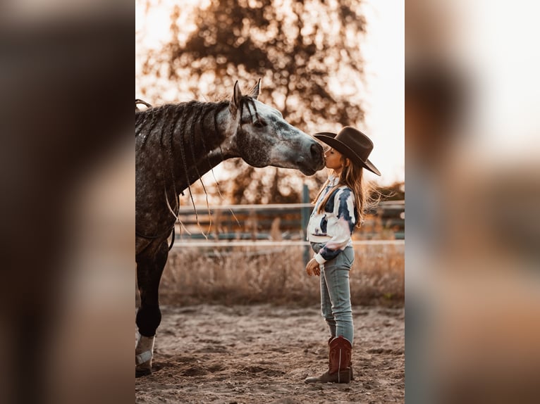 American Quarter Horse Hengst in Sch&#xF6;nwalde