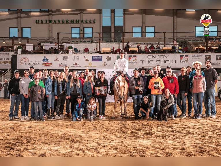 American Quarter Horse Hengst in Tiefenbach