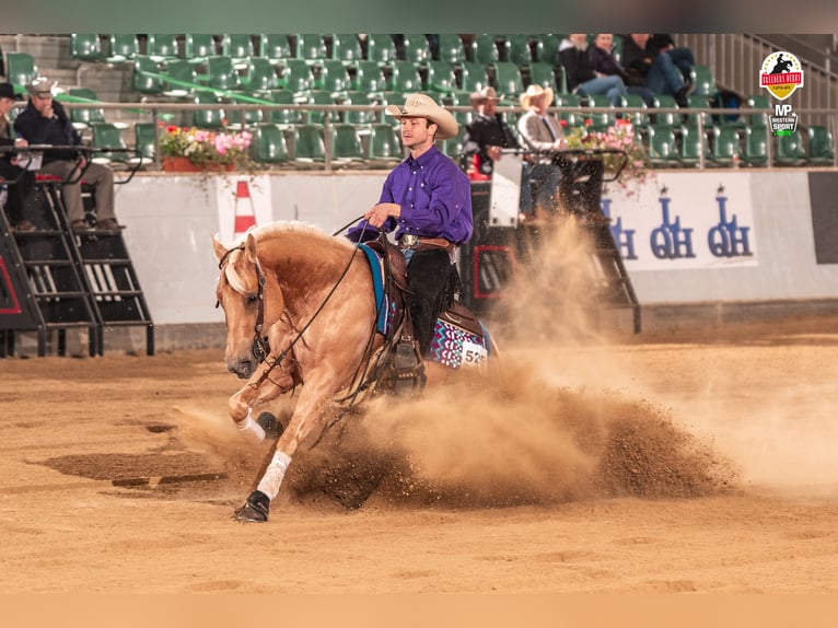 American Quarter Horse Hengst in Tiefenbach