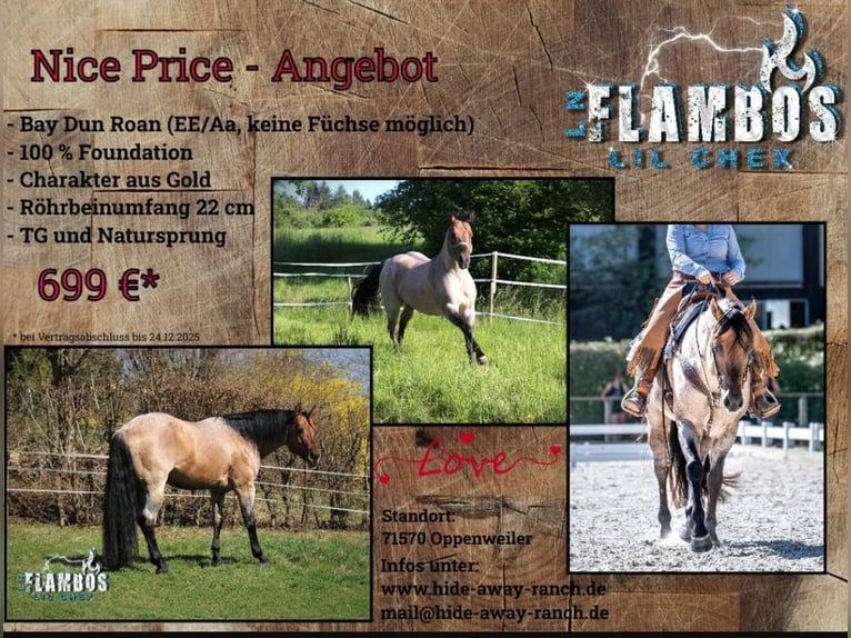 American Quarter Horse Hengst Roan-Bay in Oppenweiler