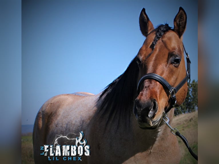 American Quarter Horse Hengst Roan-Bay in Oppenweiler