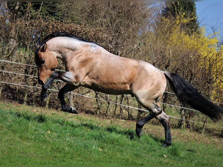 American Quarter Horse Hengst Roan-Bay in Oppenweiler