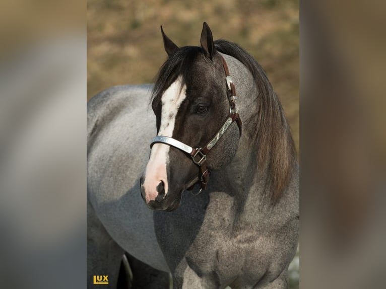 American Quarter Horse Hengst Roan-Bay in Bell