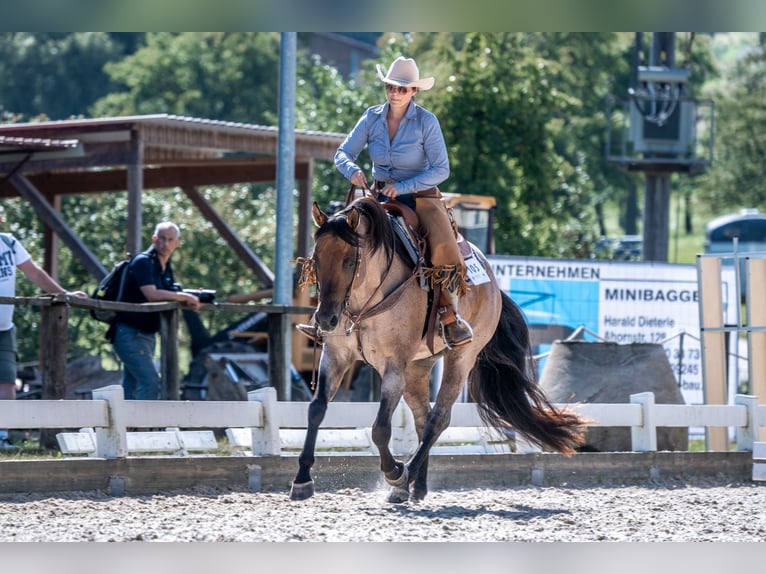 American Quarter Horse Hengst Roan-Bay in Oppenweiler