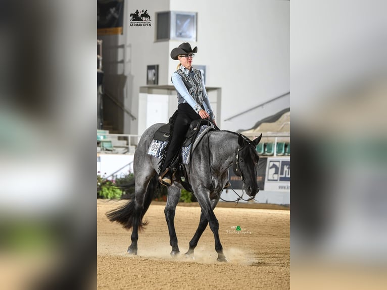 American Quarter Horse Hengst Roan-Blue in Gifhorn American Quarter Horse Hengst Roan-Blue in Gifhorn