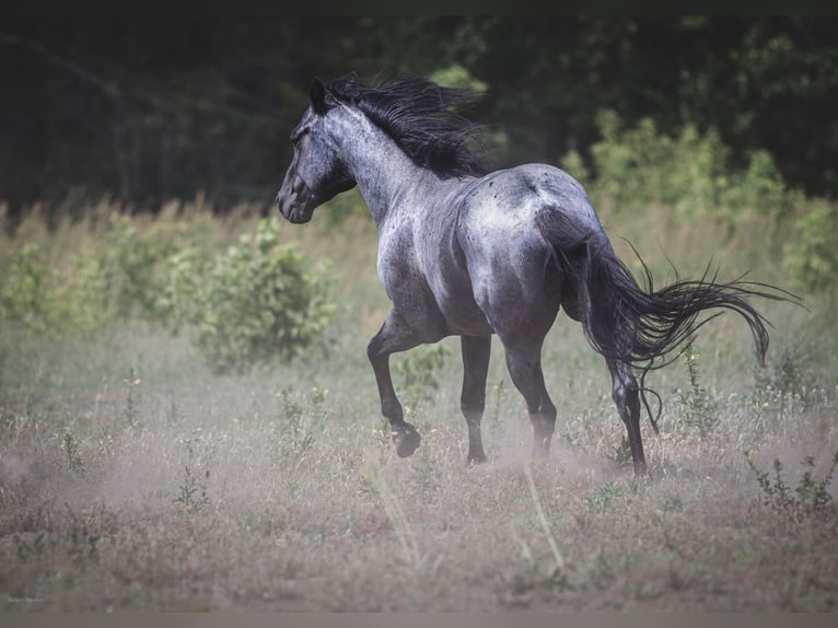 American Quarter Horse Hengst Roan-Blue in Neustadt Dosse