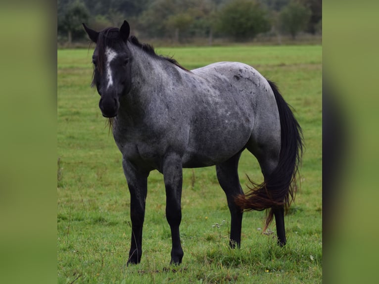 American Quarter Horse Hengst Roan-Blue in Neustadt Dosse