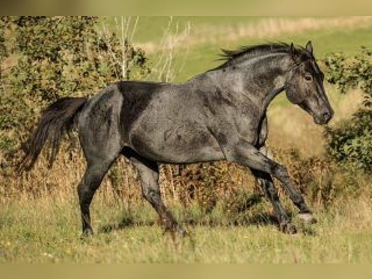 American Quarter Horse Hengst Roan-Blue in Bell