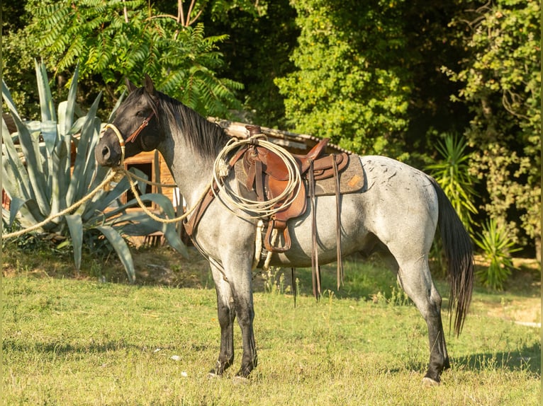 American Quarter Horse Hengst Roan-Blue in Cervaro