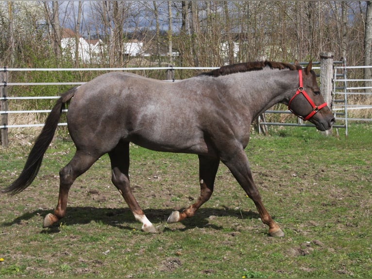 American Quarter Horse Hengst Roan-Red in Pöttsching