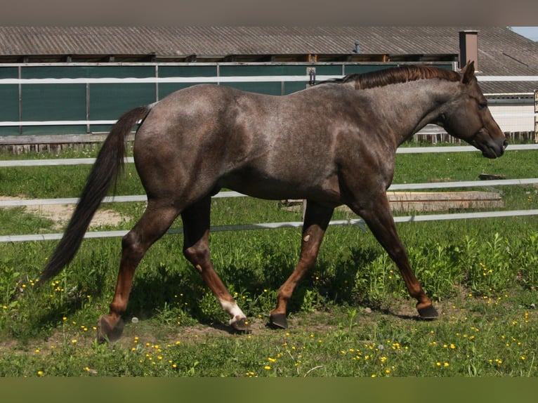 American Quarter Horse Hengst Roan-Red in P&#xF6;ttsching