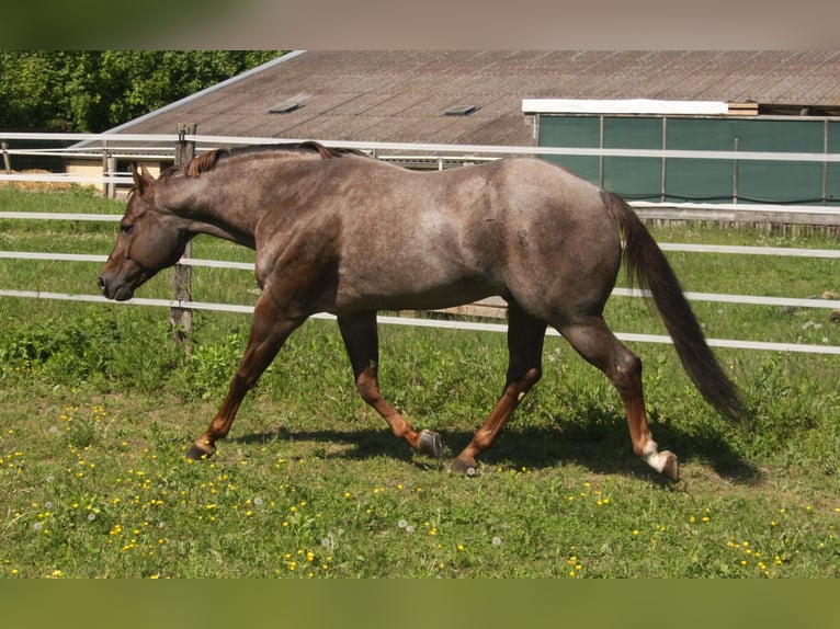 American Quarter Horse Hengst Roan-Red in P&#xF6;ttsching