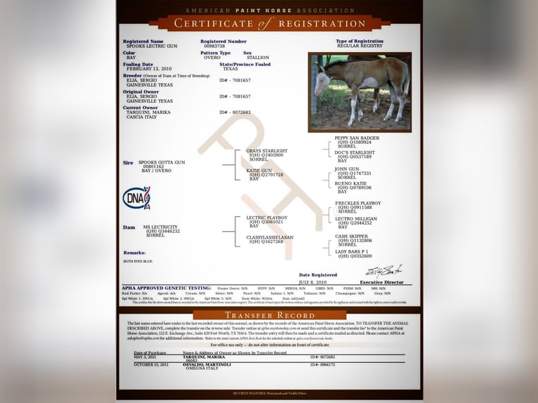 American Quarter Horse Hengst Roodbruin in Narni