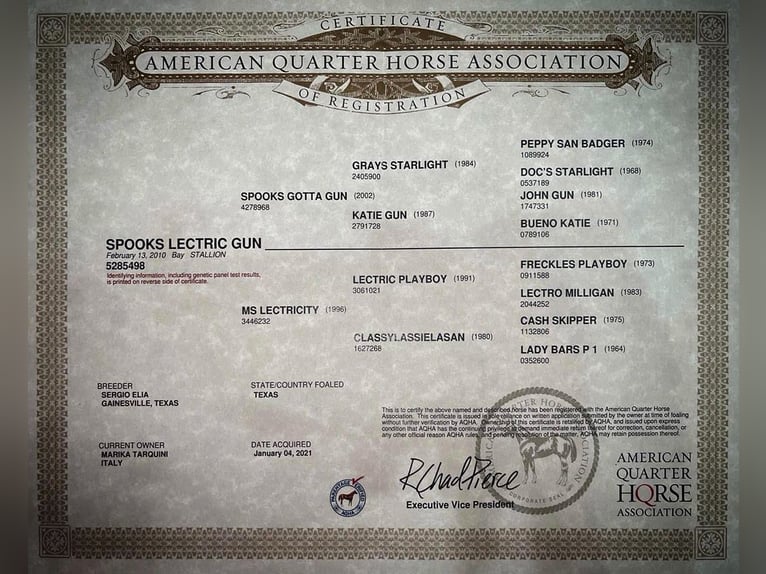 American Quarter Horse Hengst Roodbruin in Narni