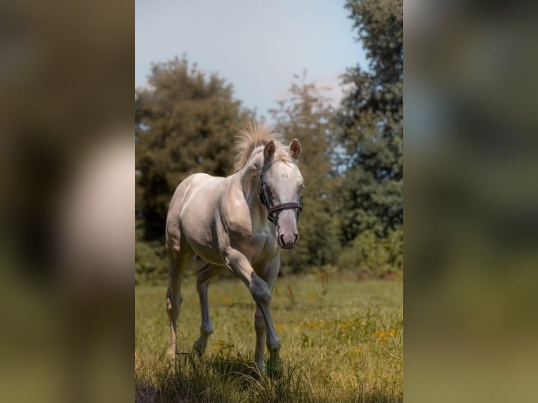 American Quarter Horse Hengst Veulen (03/2025) 130 cm Cremello in Engwiller