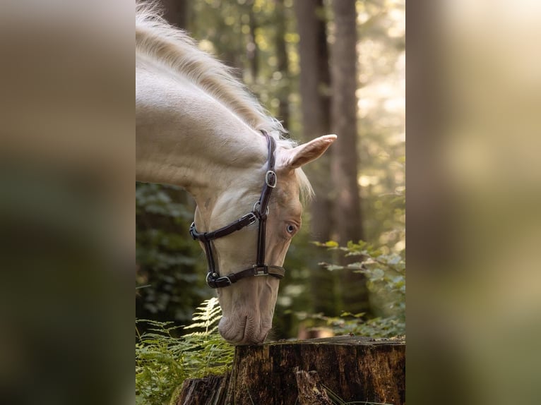 American Quarter Horse Hengst Veulen (03/2025) 130 cm Cremello in Engwiller