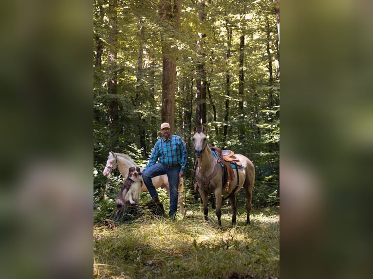 American Quarter Horse Hengst Veulen (03/2025) 130 cm Cremello in Engwiller