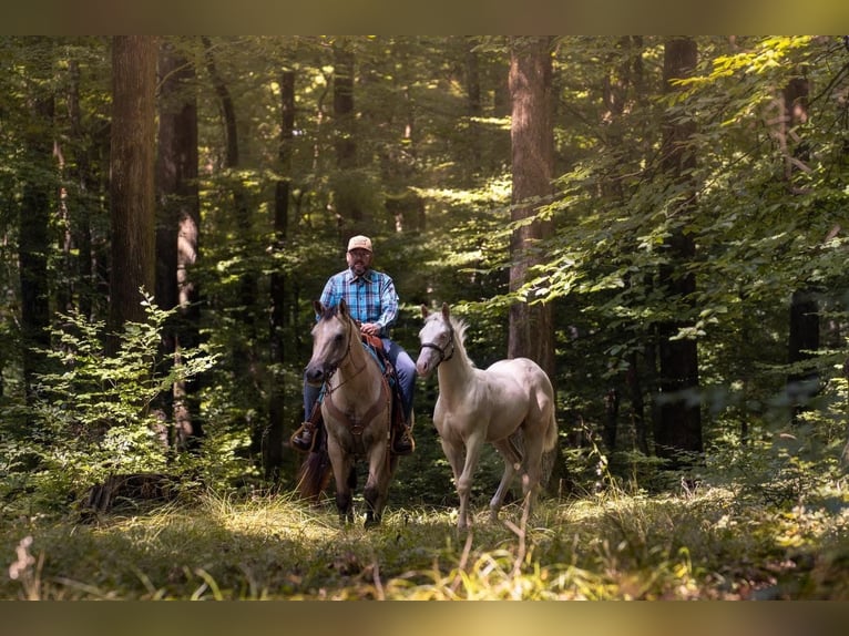 American Quarter Horse Hengst Veulen (03/2025) 130 cm Cremello in Engwiller