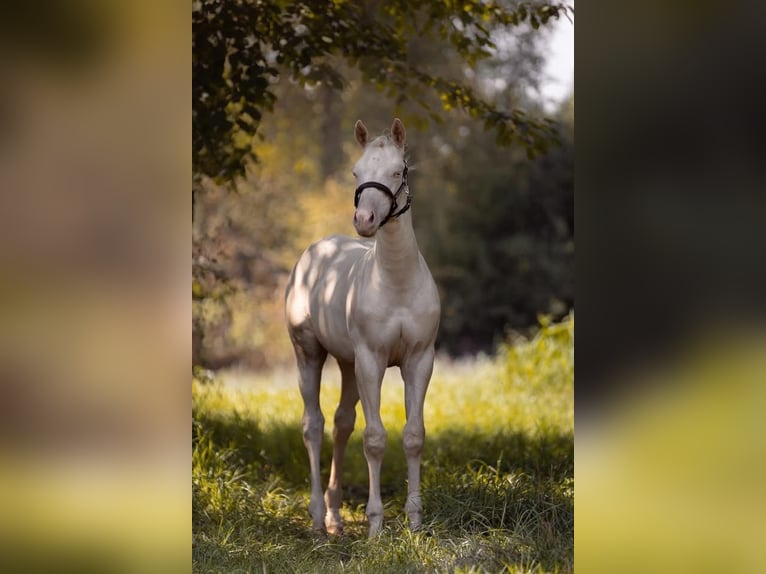 American Quarter Horse Hengst Veulen (03/2025) 130 cm Cremello in Engwiller