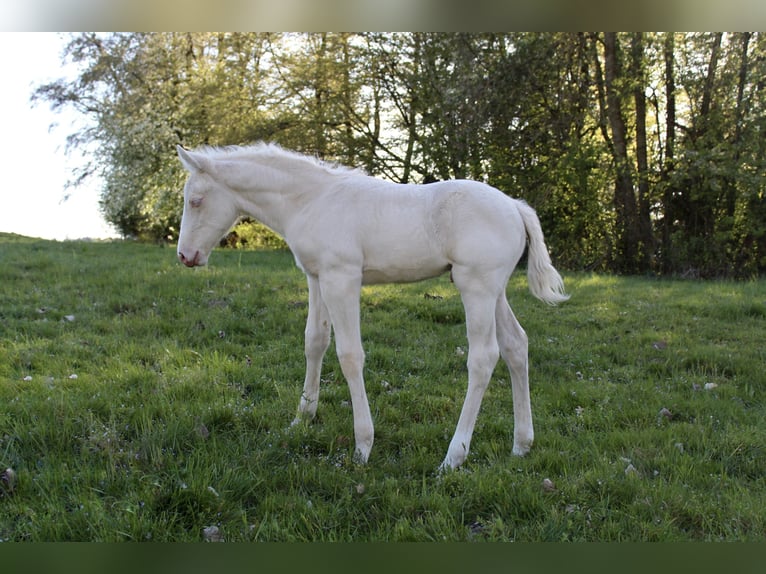 American Quarter Horse Hengst Veulen (01/2026) 135 cm Palomino in Haag in Oberbayern