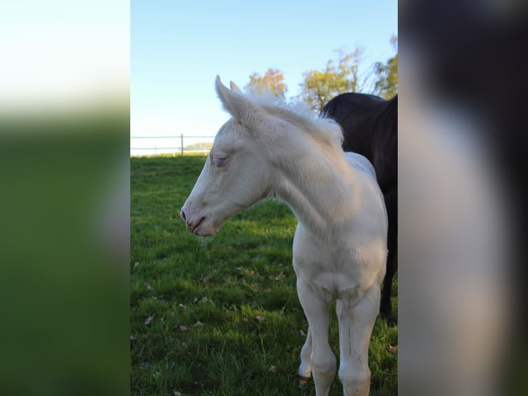 American Quarter Horse Hengst Veulen (01/2026) 135 cm Palomino in Haag in Oberbayern