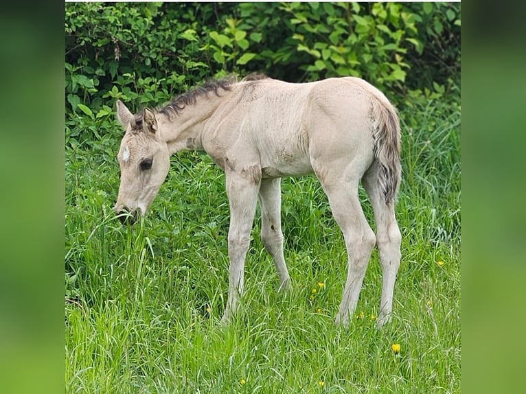 American Quarter Horse Hengst  145 cm Buckskin in Halfing