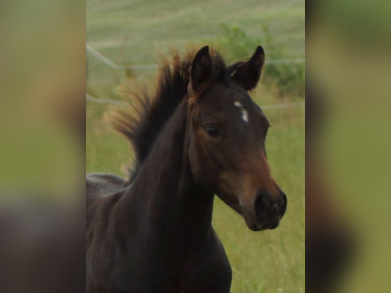 American Quarter Horse Hengst Veulen (03/2025) 145 cm Donkerbruin in Linsburg