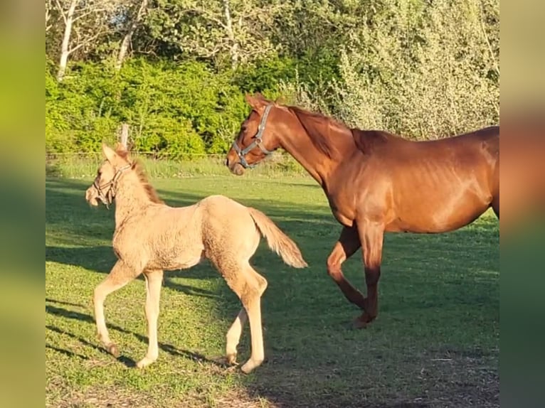 American Quarter Horse Hengst Veulen (04/2025) 145 cm Red Dun in Akaszt&#xF3;