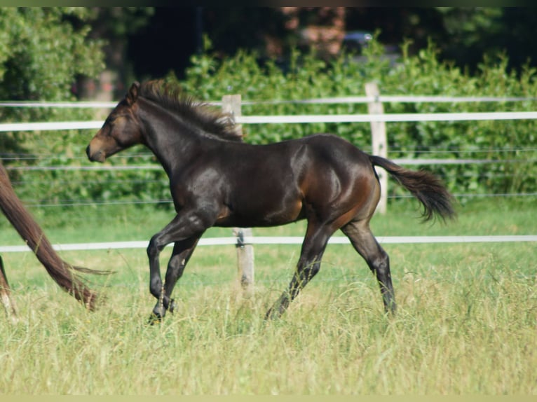 American Quarter Horse Hengst Veulen (03/2025) 145 cm Zwartbruin in Linsburg