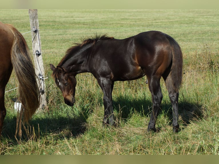 American Quarter Horse Hengst Veulen (03/2025) 145 cm Zwartbruin in Linsburg