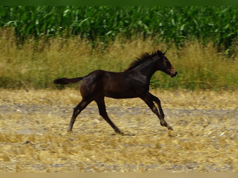 American Quarter Horse Hengst Veulen (03/2025) 145 cm Zwartbruin in Linsburg